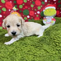 Erick, a male Havanese and Havapoo for sale in Waynesville, MO – Photo 10 of 10