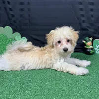 Erick, a male Havanese and Havapoo for sale in Waynesville, MO – Photo 4 of 10