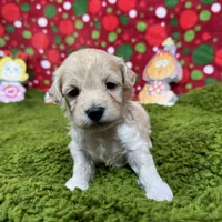 Erick, a male Havanese and Havapoo for sale in Waynesville, MO – Photo 9 of 10