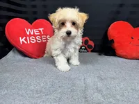 processed/e1eb33b4-003e-4a8e-bf1b-32beb59b2663/listing/b8631a3d-d7ad-410c-848d-f51357a53545/ae9da1ca-aa51-449b-9ebe-749198a65f72