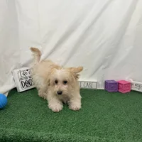 Erick, a male Havanese and Havapoo for sale in Waynesville, MO – Photo 1 of 10