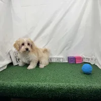 Erick, a male Havanese and Havapoo for sale in Waynesville, MO – Photo 3 of 10