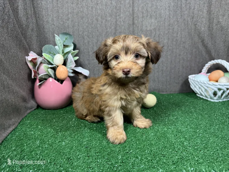 Flint – Havapoo puppy for sale in Waynesville, MO