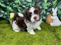 Gilroy, a male Shih Tzu for sale in Waynesville, MO – Photo 2 of 3