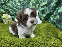 Gilroy, a male Shih Tzu for sale in Waynesville, MO – Photo 3 of 3