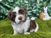 Gilroy, a male Shih Tzu for sale in Waynesville, MO – Photo 1 of 3