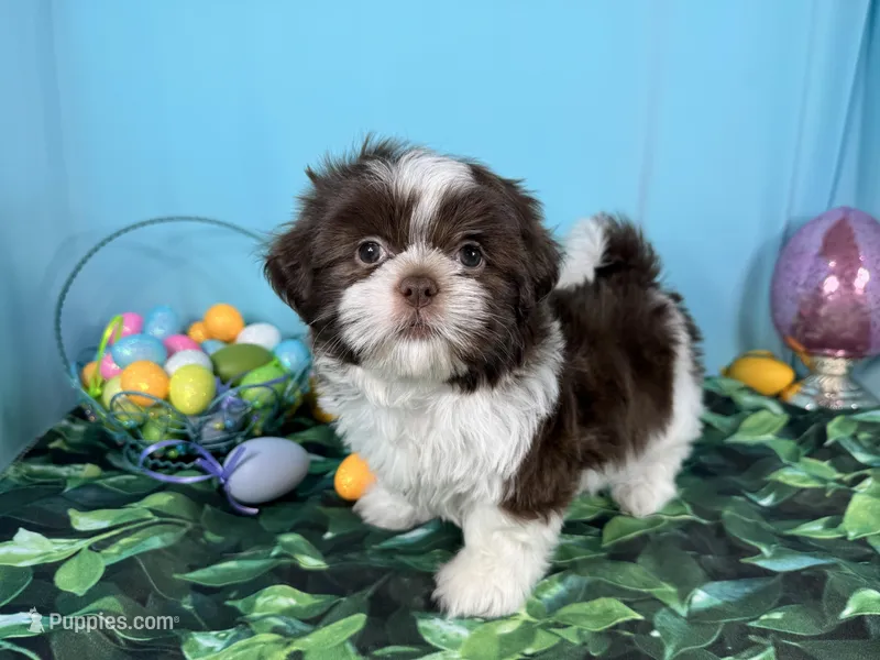 Gilroy – Shih Tzu puppy for sale in Waynesville, MO