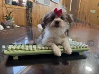 Tansy, a female Shorkie for sale in Waynesville, MO – Photo 3 of 10