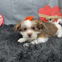 Tansy, a female Shorkie for sale in Waynesville, MO – Photo 7 of 10