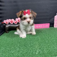 Tansy, a female Shorkie for sale in Waynesville, MO – Photo 6 of 10