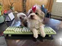 Tansy, a female Shorkie for sale in Waynesville, MO – Photo 2 of 10