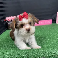 Tansy, a female Shorkie for sale in Waynesville, MO – Photo 9 of 10