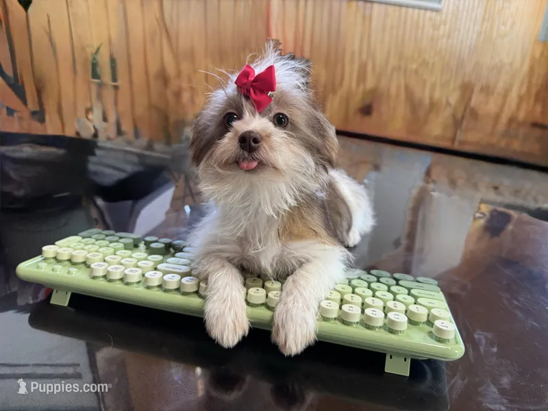 Tansy, a female Shorkie for sale in Waynesville, MO – Photo 1 of 10