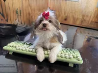 Tansy, a female Shorkie for sale in Waynesville, MO – Photo 1 of 10