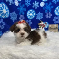 Tansy, a female Shorkie for sale in Waynesville, MO – Photo 10 of 10