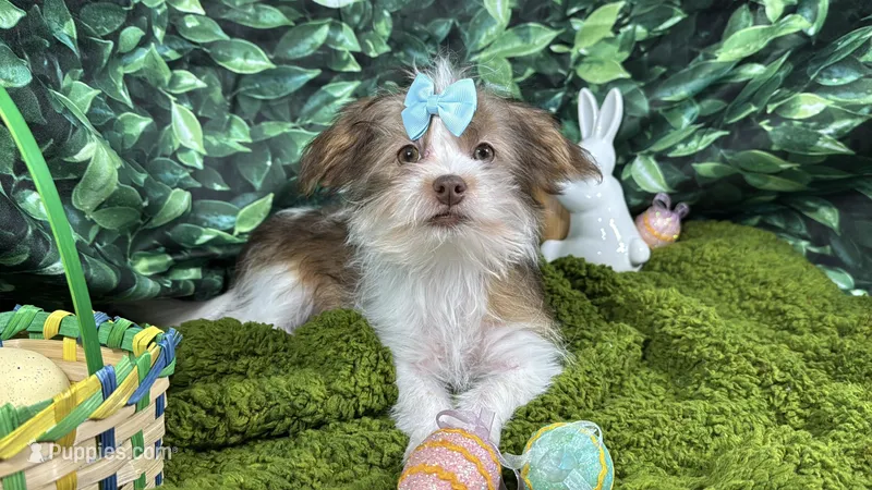 Tansy – Shorkie puppy for sale in Waynesville, MO