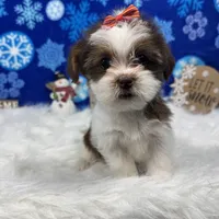 Tansy, a female Shorkie for sale in Waynesville, MO – Photo 8 of 10