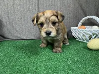 Starburst, a male Yorkipoo for sale in Waynesville, MO – Photo 1 of 3