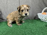Starburst, a male Yorkipoo for sale in Waynesville, MO – Photo 3 of 3