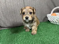 Starburst, a male Yorkipoo for sale in Waynesville, MO – Photo 2 of 3