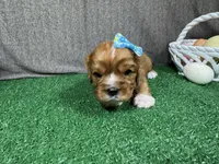 Lena, a female Cavalier King Charles Spaniel for sale in Waynesville, MO – Photo 3 of 3