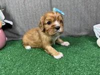 Lena, a female Cavalier King Charles Spaniel for sale in Waynesville, MO – Photo 1 of 3