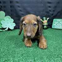 Phineas, a male Miniature Dachshund for sale in Waynesville, MO – Photo 7 of 10