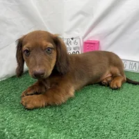Phineas, a male Miniature Dachshund for sale in Waynesville, MO – Photo 5 of 10