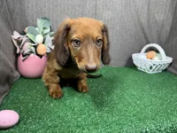 Phineas, a male Miniature Dachshund for sale in Waynesville, MO – Photo 3 of 10