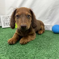 Phineas, a male Miniature Dachshund for sale in Waynesville, MO – Photo 4 of 10