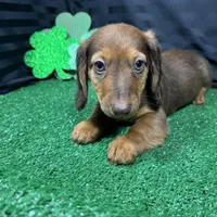 Phineas, a male Miniature Dachshund for sale in Waynesville, MO – Photo 8 of 10