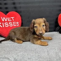 Phineas, a male Miniature Dachshund for sale in Waynesville, MO – Photo 10 of 10