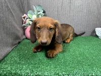 Phineas, a male Miniature Dachshund for sale in Waynesville, MO – Photo 2 of 10