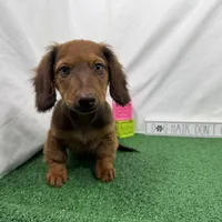 Phineas, a male Miniature Dachshund for sale in Waynesville, MO – Photo 6 of 10