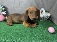 Phineas, a male Miniature Dachshund for sale in Waynesville, MO – Photo 1 of 10