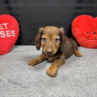 Phineas, a male Miniature Dachshund for sale in Waynesville, MO – Photo 9 of 10