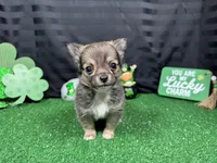 Fletcher, a male Chihuahua for sale in Waynesville, MO – Photo 1 of 6