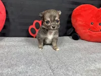 Fletcher, a male Chihuahua for sale in Waynesville, MO – Photo 5 of 6