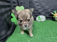 Fletcher, a male Chihuahua for sale in Waynesville, MO – Photo 3 of 6