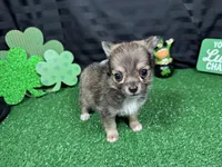 Fletcher, a male Chihuahua for sale in Waynesville, MO – Photo 2 of 6