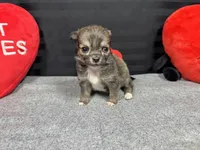 Fletcher, a male Chihuahua for sale in Waynesville, MO – Photo 4 of 6