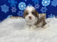 Tyrell, a male Shorkie for sale in Waynesville, MO – Photo 7 of 10