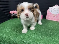 Tyrell, a male Shorkie for sale in Waynesville, MO – Photo 5 of 10