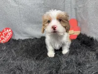 Tyrell, a male Shorkie for sale in Waynesville, MO – Photo 1 of 10
