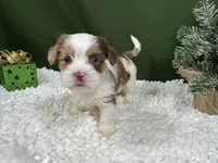 Tyrell, a male Shorkie for sale in Waynesville, MO – Photo 8 of 10