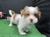 Tyrell, a male Shorkie for sale in Waynesville, MO – Photo 4 of 10