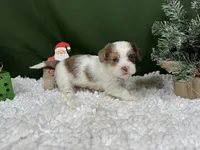 Tyrell, a male Shorkie for sale in Waynesville, MO – Photo 9 of 10