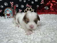 Tyrell, a male Shorkie for sale in Waynesville, MO – Photo 10 of 10