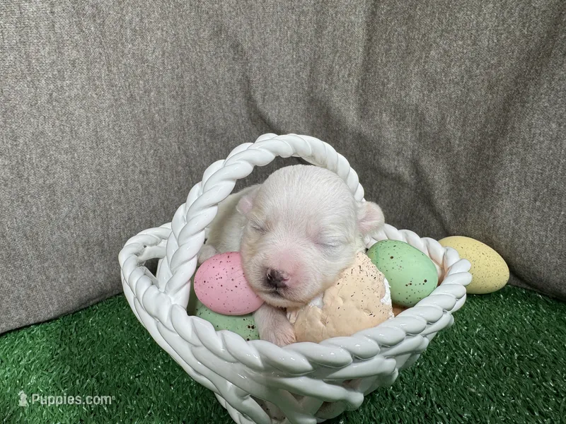 Gregory – Maltipoo puppy for sale in Waynesville, MO