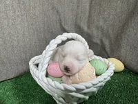 Gregory, a male Maltipoo for sale in Waynesville, MO – Photo 1 of 3